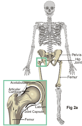 a full skeleton